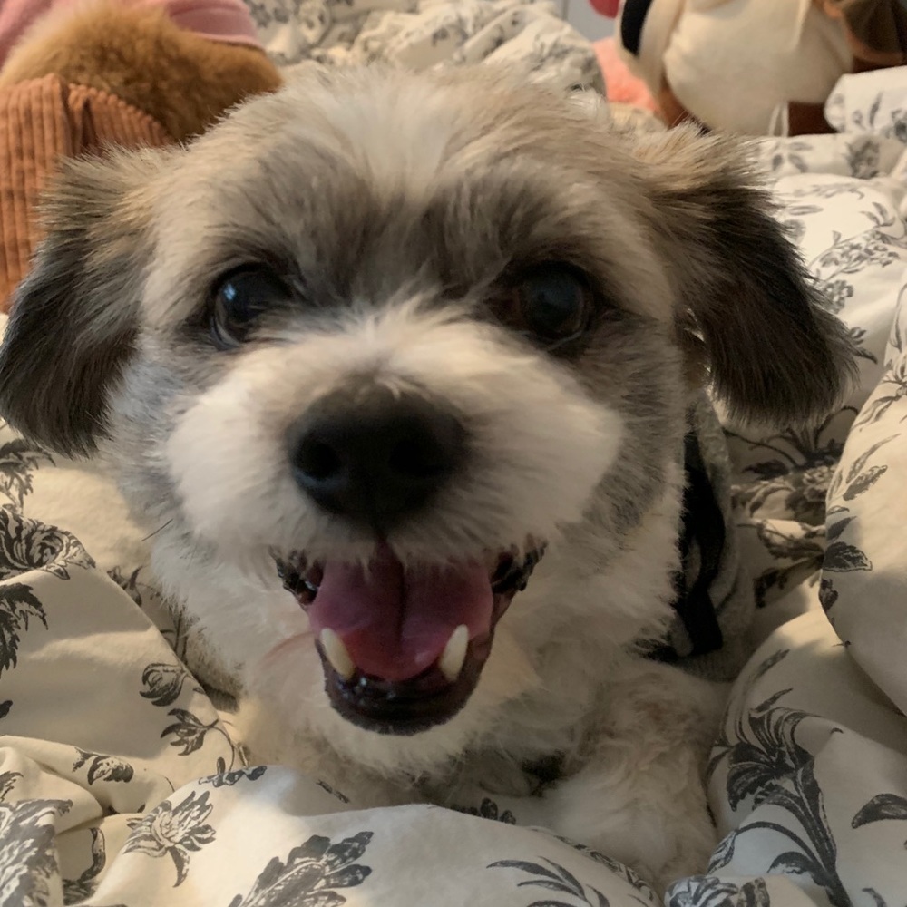 Meet your Posher, Birnalissi